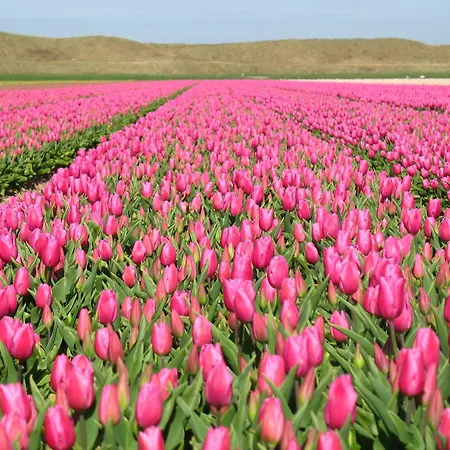 Strandhotel De Horn 3*