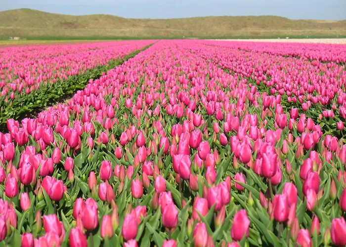 Strandhotel De Horn 3*